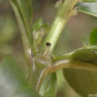 Hedyotis trimenii var. trimenii Deb & Ratna Dutta